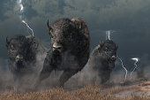 Buffalo in a Storm