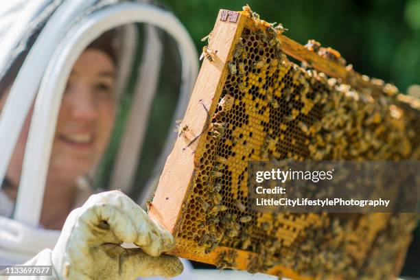 checking the beehive's progress - bee keeper stock pictures, royalty-free photos & images