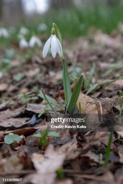 single growing snowdrop in frankfurt (oder), brandenburg, germany. - wildblume ストックフォトと画像