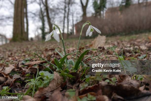 two growing snowdrops in frankfurt (oder), brandenburg, germany. - wildblume stock pictures, royalty-free photos & images