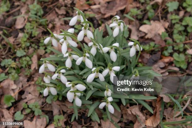 growing snowdrops in frankfurt (oder), brandenburg, germany. - blütenblatt stock pictures, royalty-free photos & images