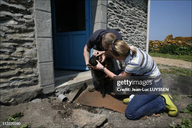 David And Soizic Cuisnier, The Modern Robinsons Of Quemenes Island In France In May, 2008 - David and Soizic Cuisnier live alone on the Quemenes...