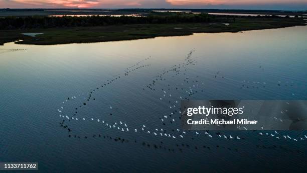 birds flying at dusk - vogelschwarm formation stock-fotos und bilder