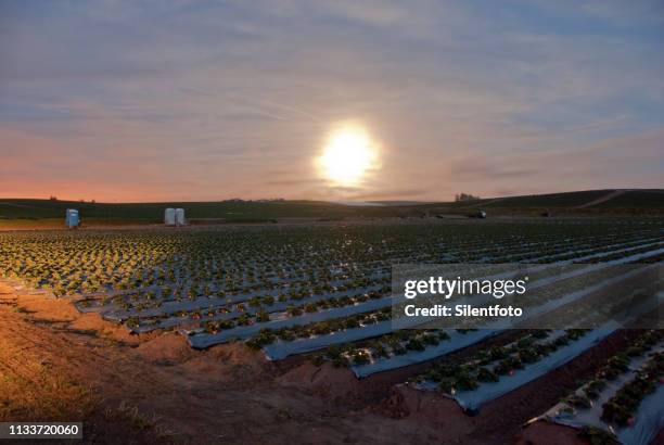 strawberry moonlight mile - strawberry full moon stock pictures, royalty-free photos & images