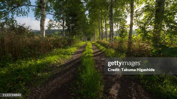 white birch path - 逆光 stockfoto's en -beelden