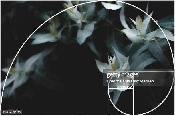 eucalyptus branches with dark background and fibonacci overlay - fibonacci photos et images de collection