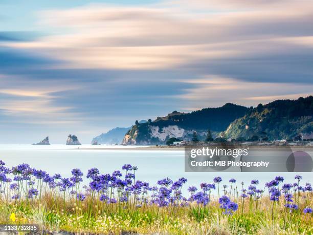 agapanthus at sunrise - coromandel stock pictures, royalty-free photos & images