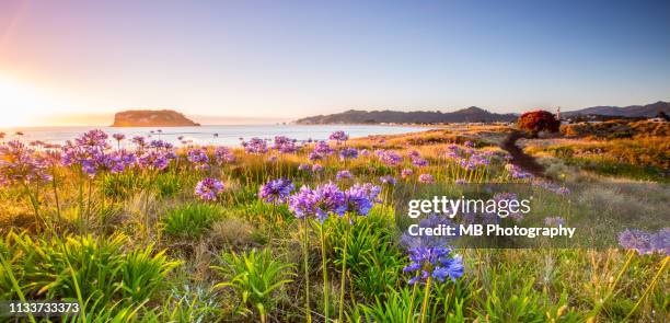 agapanthus at sunrise - pohutukawa flower foto e immagini stock