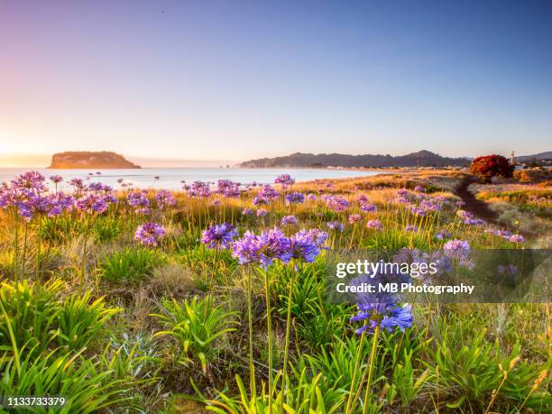 agapanthus at sunrise - pohutukawa tree stock pictures, royalty-free photos & images