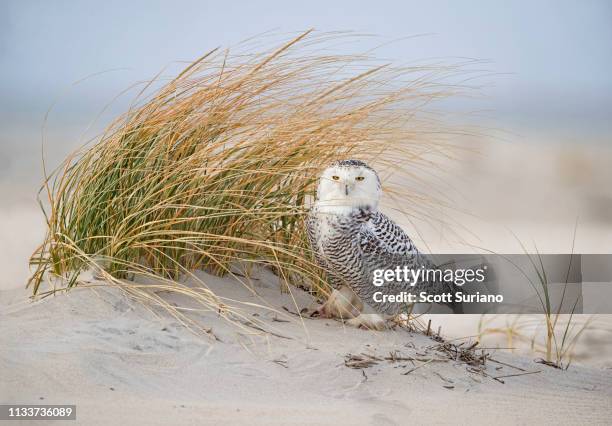 well hidden? - national wildlife reserve stock pictures, royalty-free photos & images