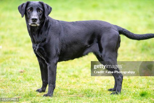 Black Lab Risers 5,780 Black Labrador Retriever Stock Photos, High-Res Pictures, and ...