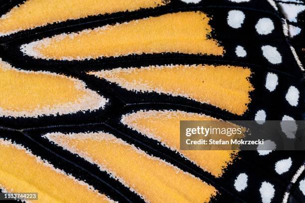 monarch butterfly wing detail. - butterfly wings stock pictures, royalty-free photos & images