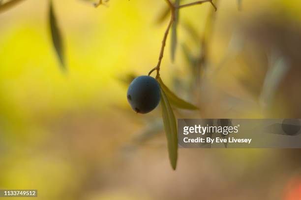 black olive - olive tree imagens e fotografias de stock