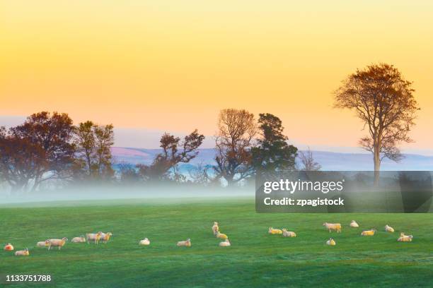 sheeps in ireland at sunrise - northern ireland sunrise stock pictures, royalty-free photos & images