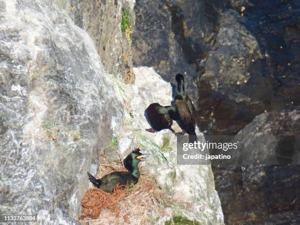 european shag colony - nido de pájaro stock pictures, royalty-free photos & images