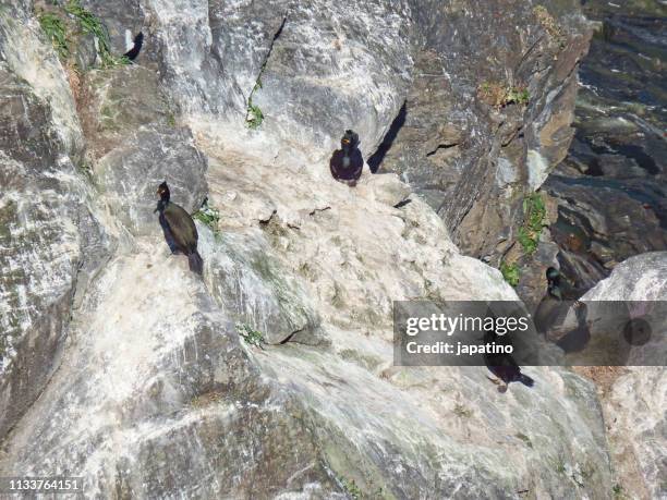 european shag colony - nido de pájaro stock pictures, royalty-free photos & images