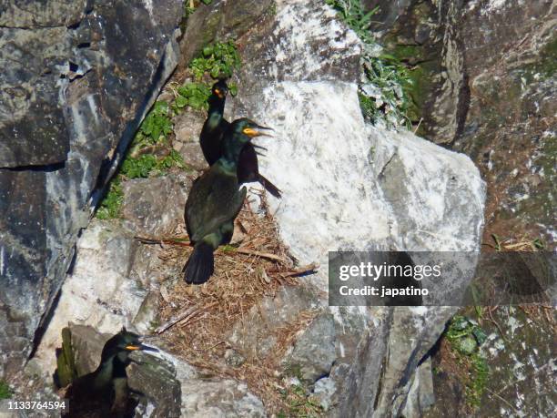 european shag colony - nido de pájaro stock pictures, royalty-free photos & images