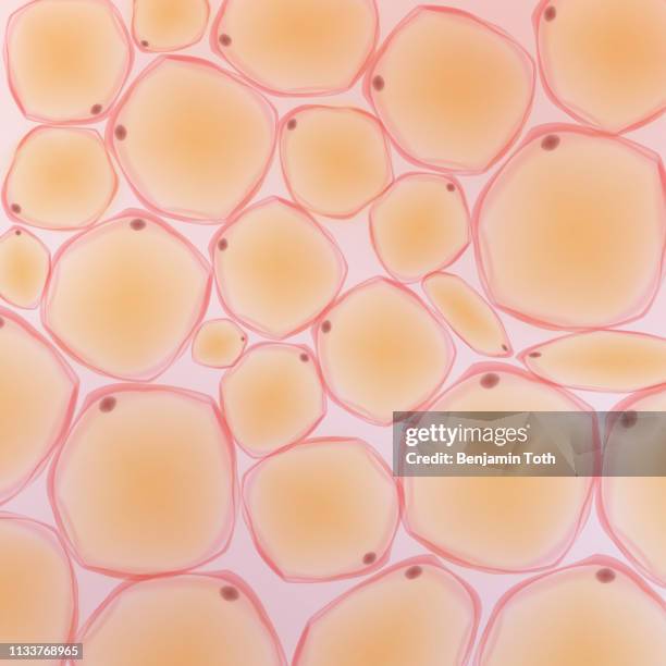 stockillustraties, clipart, cartoons en iconen met vetweefsel - menselijke huid