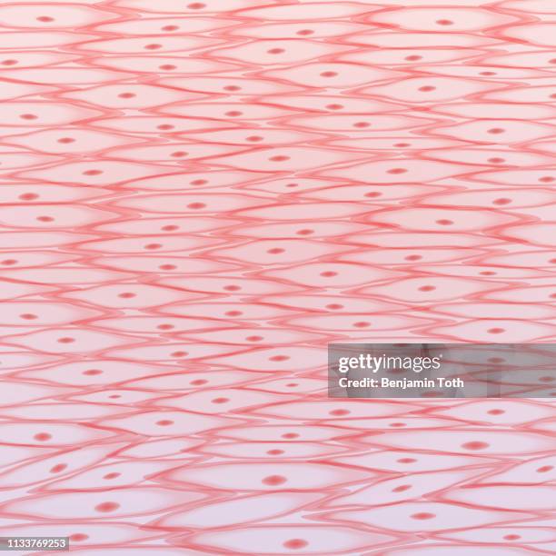 smooth muscle tissue - muscle cell stock illustrations