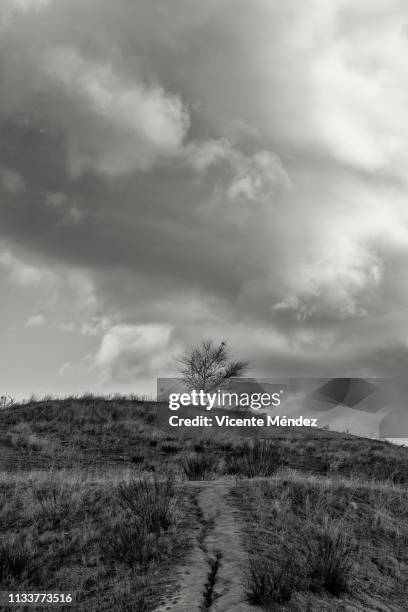 lonely tree on the hill - escena rural 個照片及圖片檔