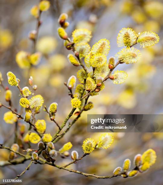 catkins on branch. first signs of spring - kiem stockfoto's en -beelden