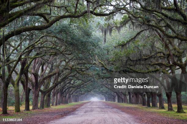 beautiful wormsloe historic site - live oak tree stock pictures, royalty-free photos & images