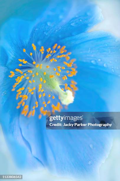 close-up image of the beautiful summer flowering meconopsis baileyi the himalayan blue poppy flower - blue poppy stockfoto's en -beelden