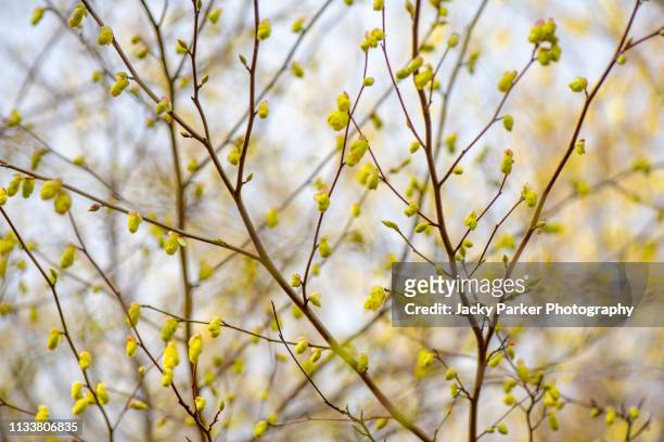 close-up image of the spring flowering, yellow buds of corylops pauciflora also known as winter hazel - hazel tree stock pictures, royalty-free photos & images