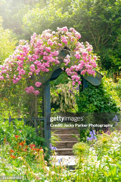 close-up image of beautiful summer flowering pink climbing roses on a wooden garden arch in an english cottage garden - roses in garden bildbanksfoton och bilder