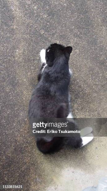 tuxedo cat lounging on the asphalt - 見る foto e immagini stock