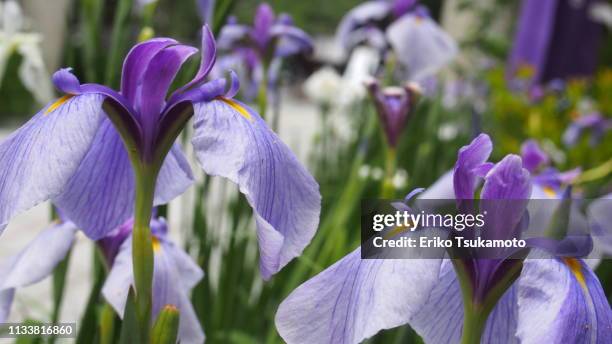 japanese irises - iris giapponese foto e immagini stock