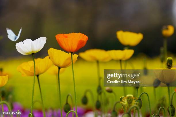 アイスランド・ポピー - アイスランド stock pictures, royalty-free photos & images