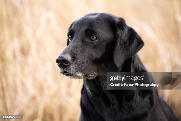 head of dog - weibliches tier stock pictures, royalty-free photos & images