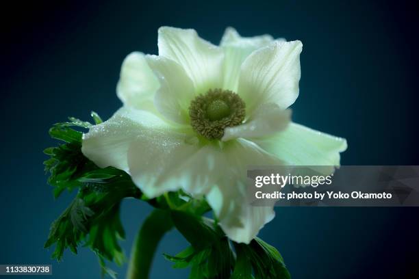 white anemone flower - マクロ撮影 stock pictures, royalty-free photos & images