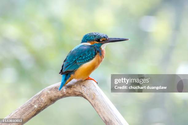 common kingfisher (alcedo atthis) a beautiful color - kingfisher river stock pictures, royalty-free photos & images