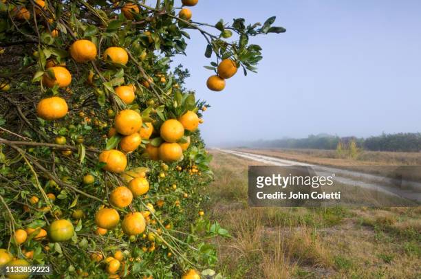 orange orchard, early morning, immokalee, florida - citrus grove stock pictures, royalty-free photos & images