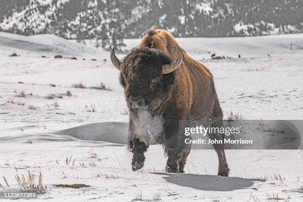 bison tjurar flyttar till bättre bete i yellowstone usa - gardiner montana bildbanksfoton och bilder