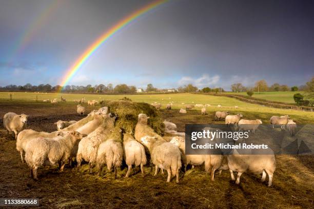 sheep feeding on hay on farm in penallt, monmouthshire - landscap with rainbow fotografías e imágenes de stock