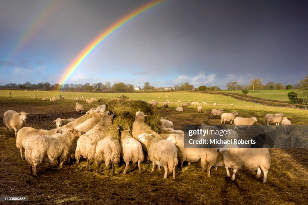 Sheep feeding on hay on farm in Penallt, Monmouthshire