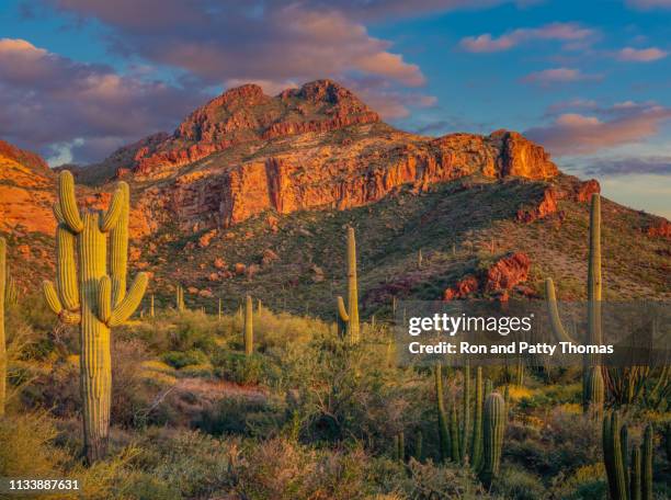 オルガンパイプサボテン国定記念物 - arizona ストックフォトと画像