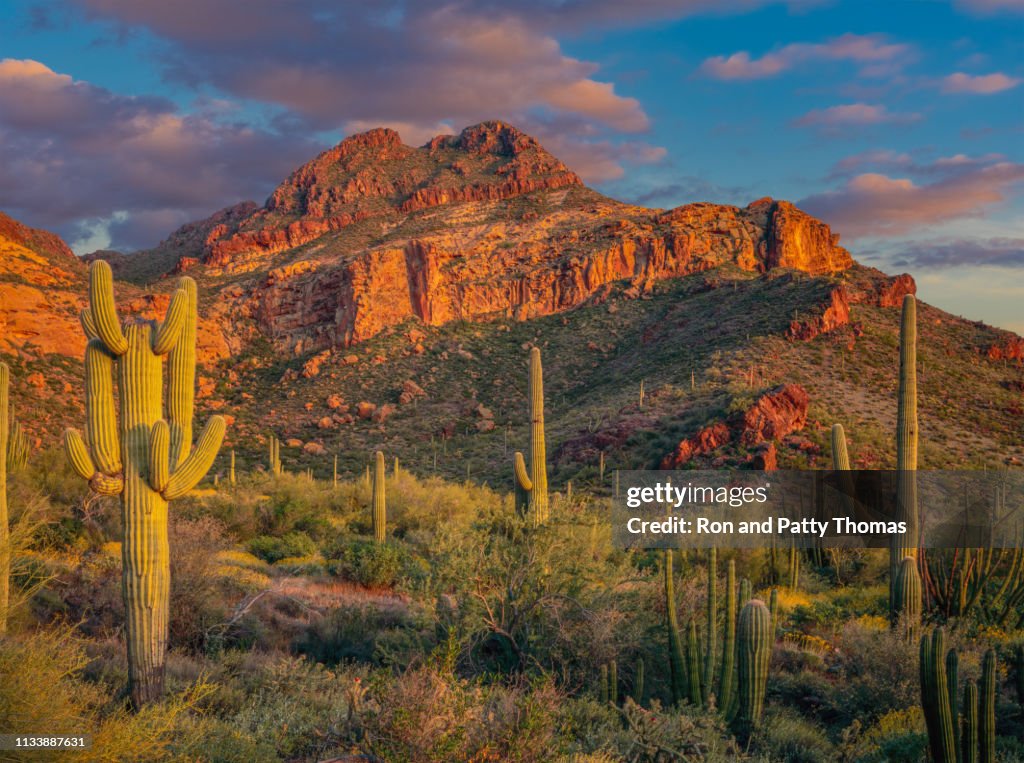 ORGAN PIPE CACTUS NATIONAL MONUMENT