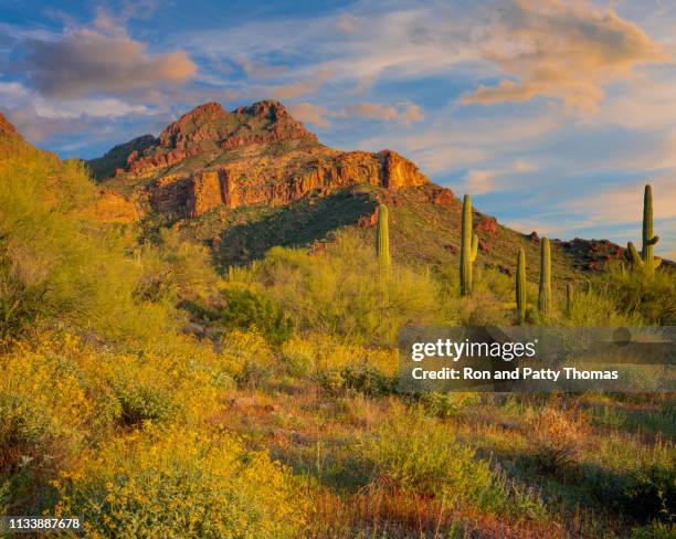 orgelpijp cactus nationaal monument - organ pipe cactus national monument stockfoto's en -beelden