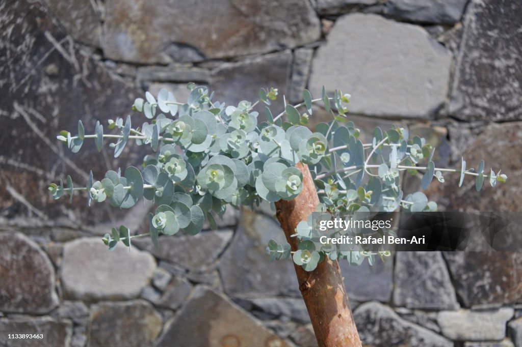 Plant with small round leaves