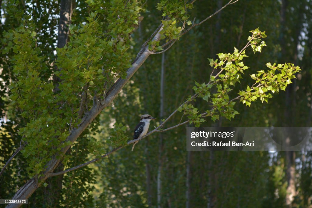 Kookaburra Bird sitting on a tree