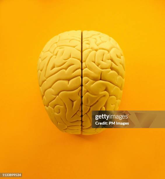yellow brain from above - cérebro imagens e fotografias de stock