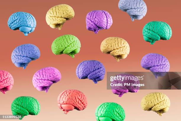 multi colored floating brains - brain model stockfoto's en -beelden