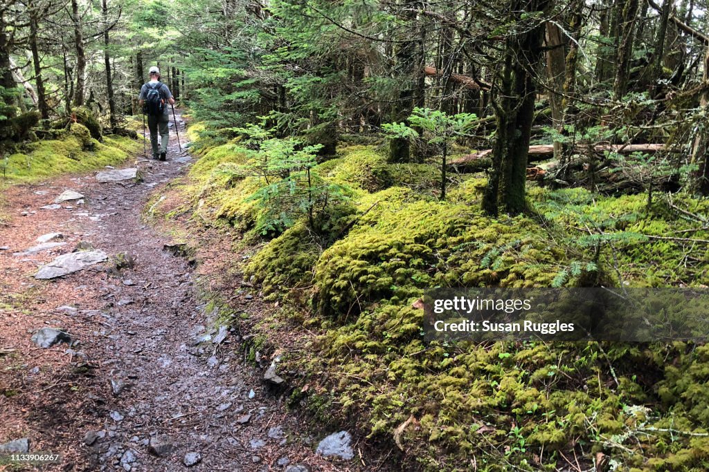 Hiker near Summit of Mt. LeConte, Great Smoky Mountains National Park