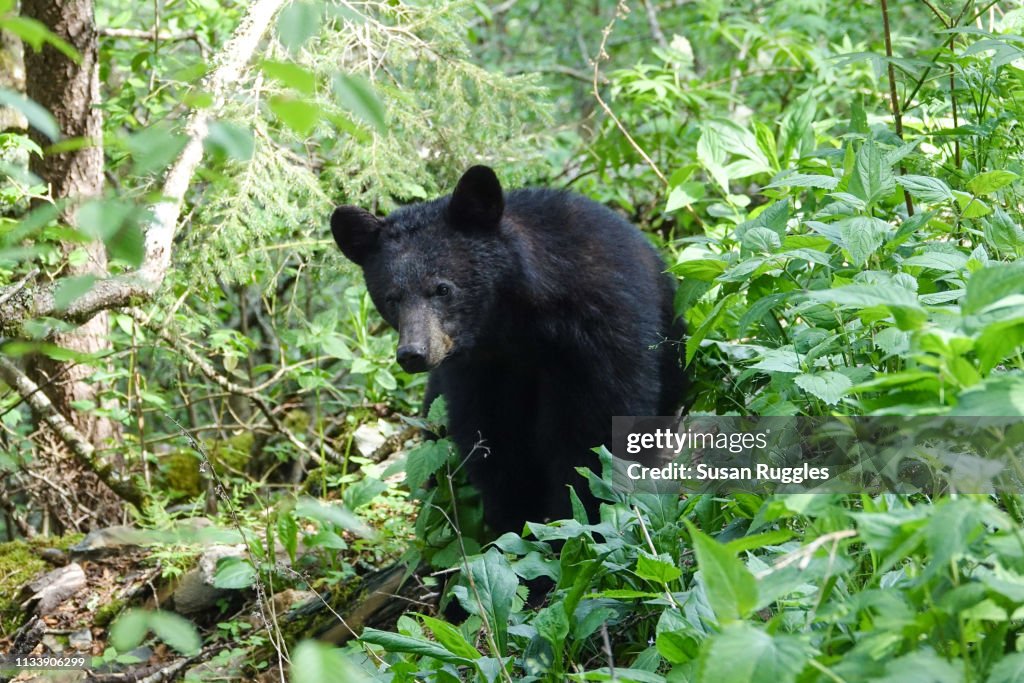 Black Bear, Alum Cave Nature Trail, Great Smoky Mountains National Park
