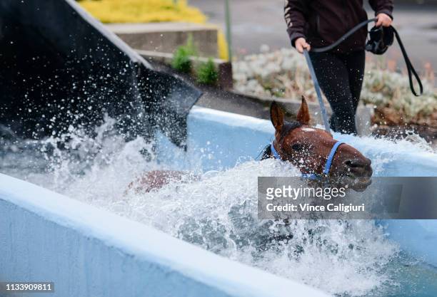 The Anthony Freedman trained Santa Ana Lane is seen enjoying a swim during a Melbourne Trackwork Session at Flemington on March 06, 2019 in...