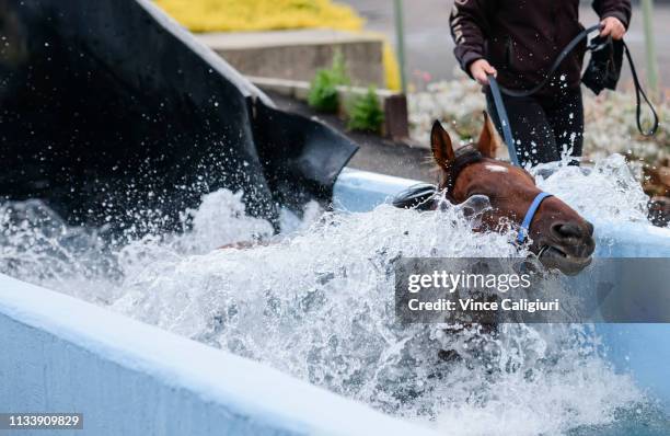 The Anthony Freedman trained Santa Ana Lane is seen enjoying a swim during a Melbourne Trackwork Session at Flemington on March 06, 2019 in...